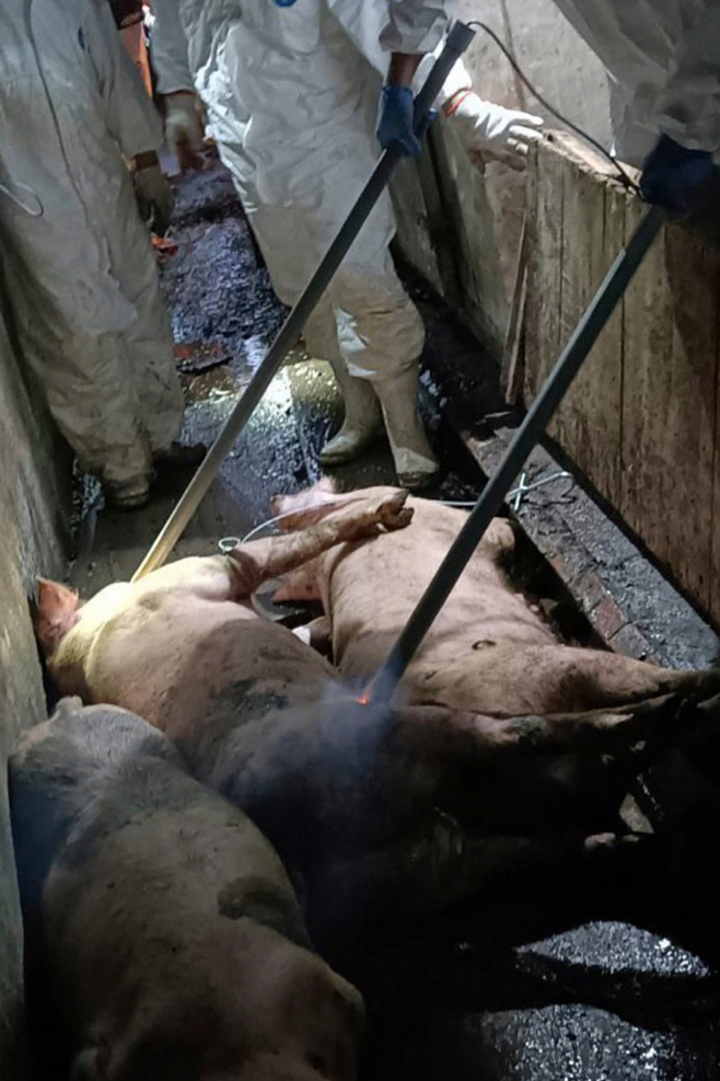 Taiwan African Swine Fever <YONHAP NO-4250> (AP)