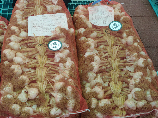 보도 1) 단양마늘(3)