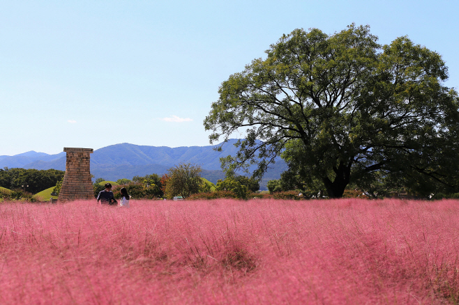 핑크빛 솜사탕꽃 같은 핑크뮬리와 첨성대