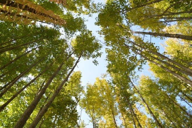 도리마을 은행나무 숲_한국관광공사