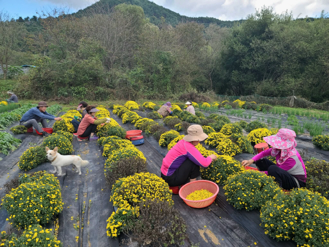 #2. 251029 보도사진2(노오란 황국)