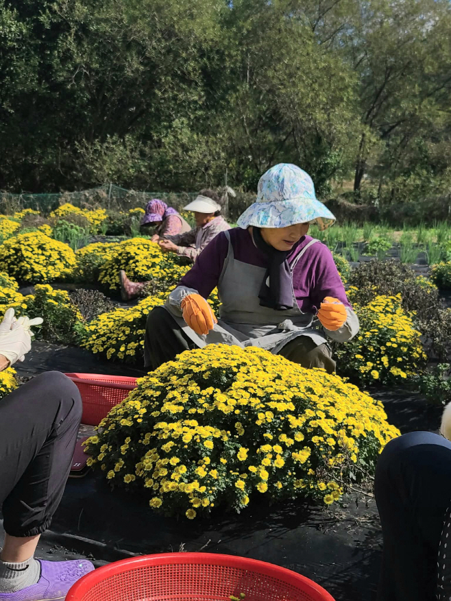 #2. 251029 보도사진3(노오란 황국)