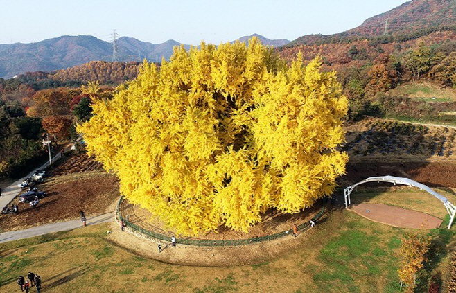 반계리은행나무