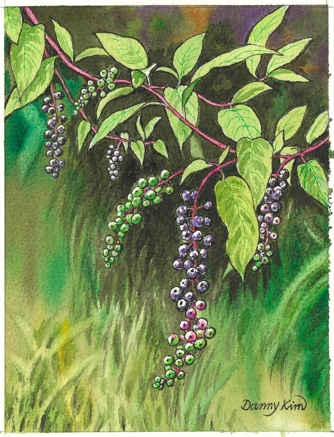 (57) 미국자리공 그림