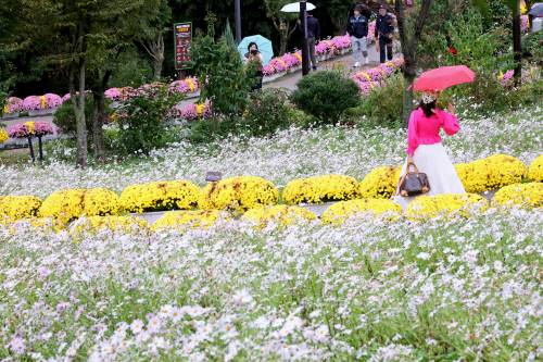 가을비 속 꽃구경<YONHAP NO-4907>