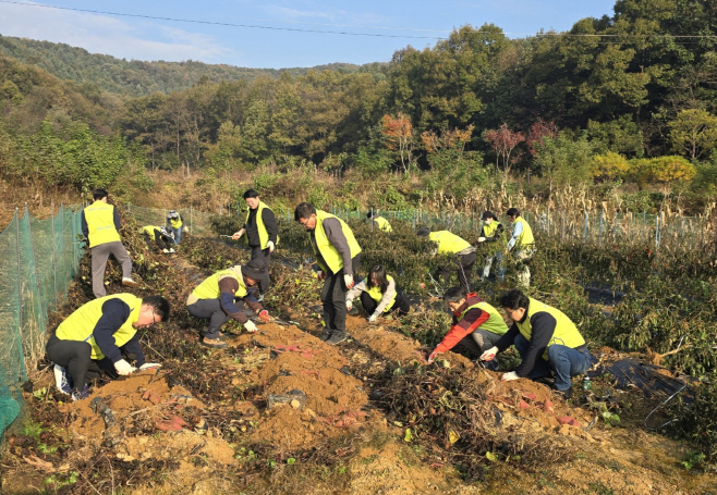 [사진] NH농협생명, 수확철 농촌일손돕기 실시 (1)