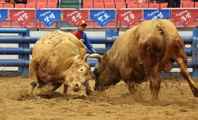 청도소싸움_2023년
