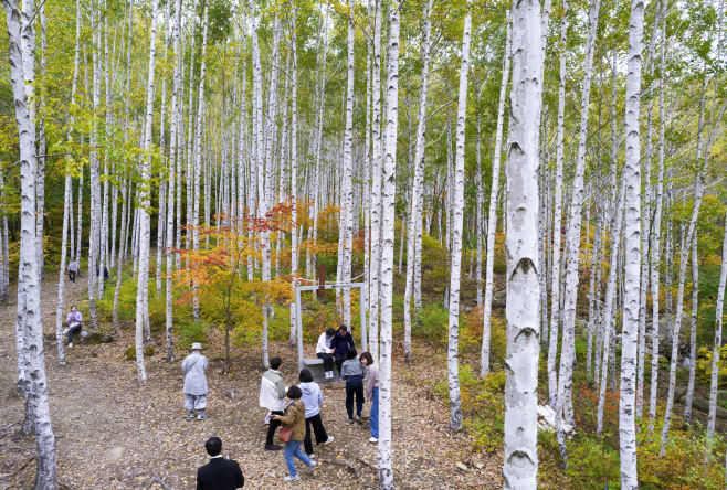 영양 자작나무숲