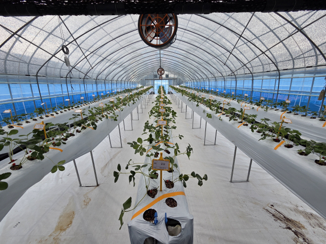 고경도 딸기 고경도 딸기 육종 분자마커 개발 착수