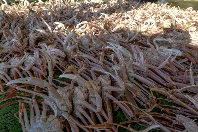 1-3_영덕대게, 2025년 첫 위판 시작