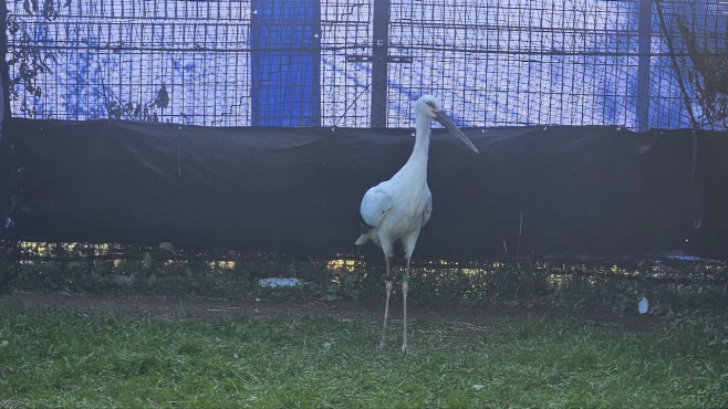 예산군, 일본 효고현립황새고향공원과 황새 유전자 교류 성공