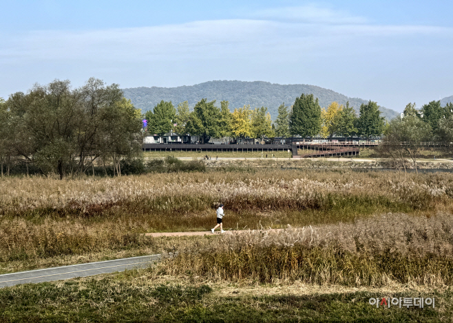곡교천변 은빛 억새