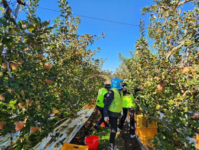 예산군농업기술센터, 수확기 사과농가 일손 돕기 실시