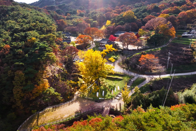 3. 영국사 은행나무, 황금빛 단풍으로 물들다(3)
