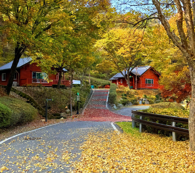 예산군 봉수산 자연휴양림·수목원 단풍 절정, 가을빛으로 물든 숲길
