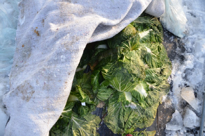 충남 수확 중인 김장용 무·배추 한파 대비해야