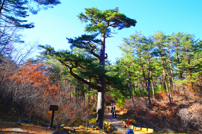 1. 걷다 보면 울진이 보인다(금강소나무 숲)