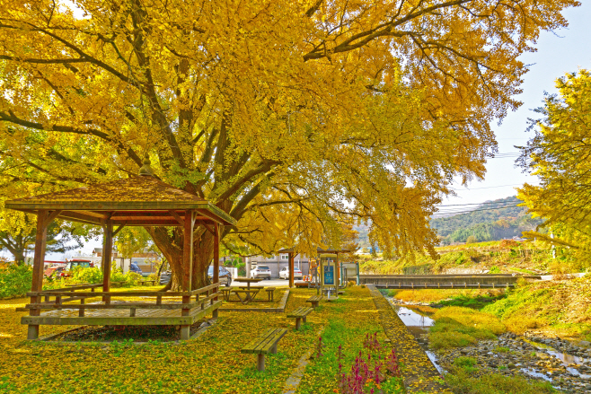 2. 하곡리 은행나무