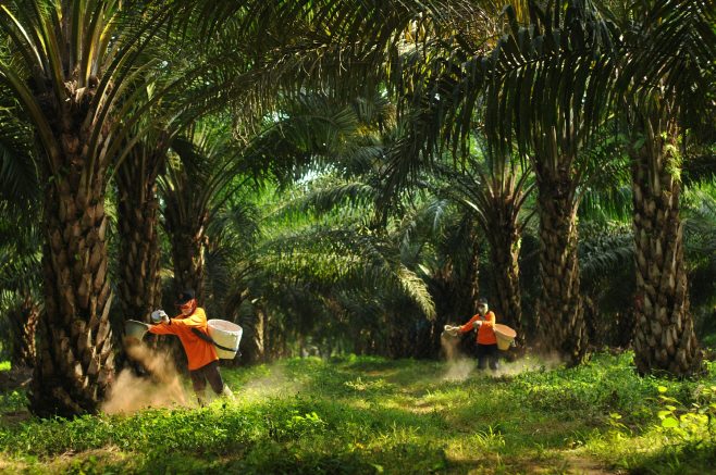 4. 삼푸르나 아그로 팜 농장에서 비료를 시비하는 모습