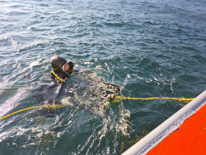 2-2_영덕군, ‘산불 피해 어촌계 회복’ 어린 전복 15만 마리 방류