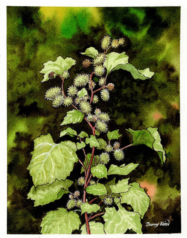 (60) 도꼬마리 그림