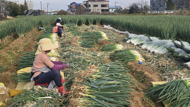 03.4 청주시 재배기술 지원으로 오송읍 대파 농가 ‘풍년’. 사진(대파수확)