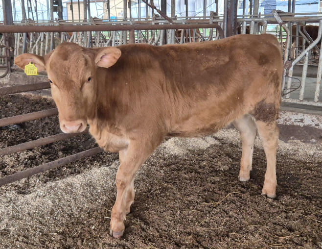 ‘충남 우수 한우 수정란 보급사업’ 효과성 입증
