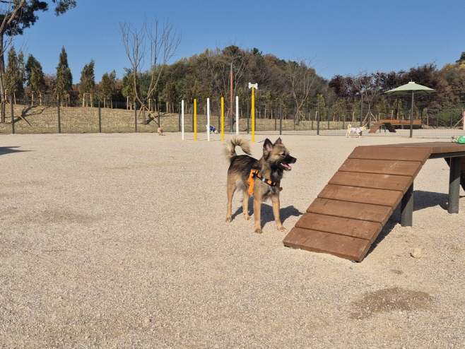 24일 (홍성군, 반려동물 놀이터 개장)