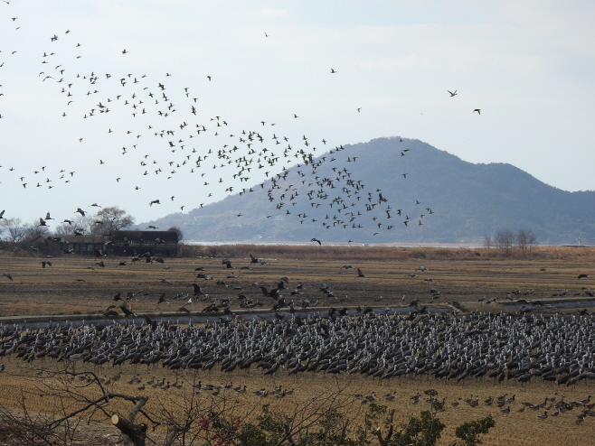 순천만 흑두루미