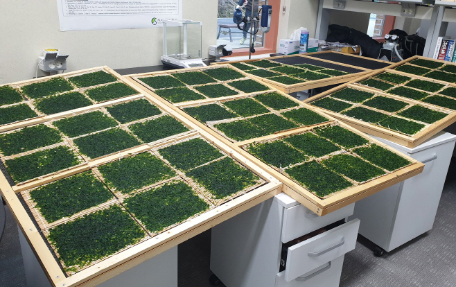 삼척 민물김 - 민물김