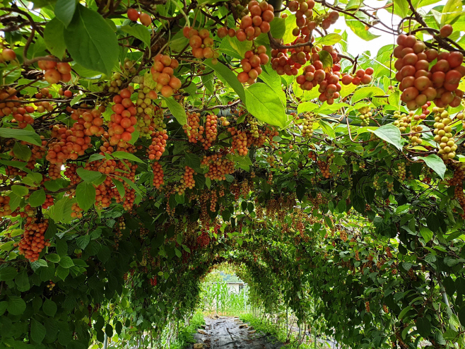 보도 1) 오미자(2)