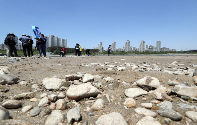 세종보 상류 강바닥