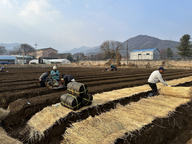 4 포천시, 기후변화 대응 ‘인삼 신품종 시범사업’ 추진