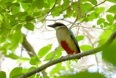 예산군, 황새 보호 및 복원 위한 중요 생태 연구결과 발표