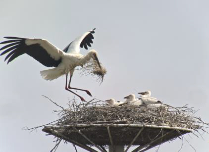 예산군, 황새 보호 및 복원 위한 중요 생태 연구결과 발표