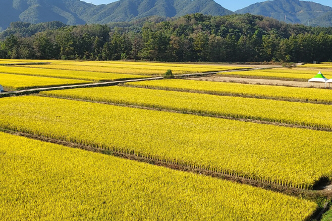 제천시, 의림지뜰 농업단지 친환경인증 쌀 생산으로 지속 가능성과 고품질 모두 잡다