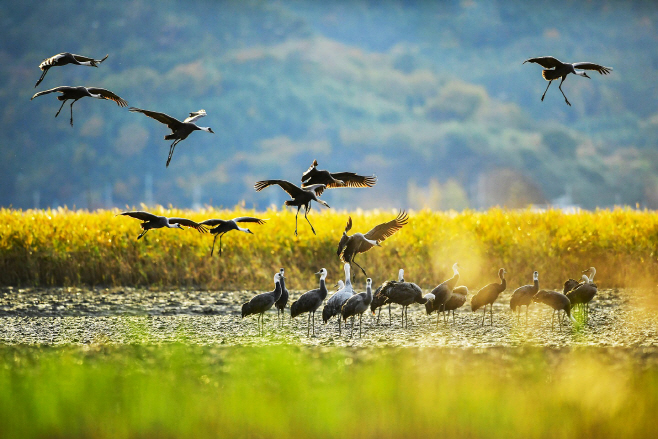 순천만습지를 찾는 흑두루미들