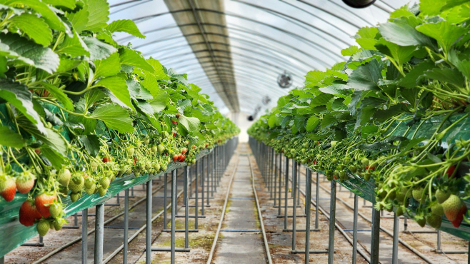 생거진천딸기 재배 농가 사진