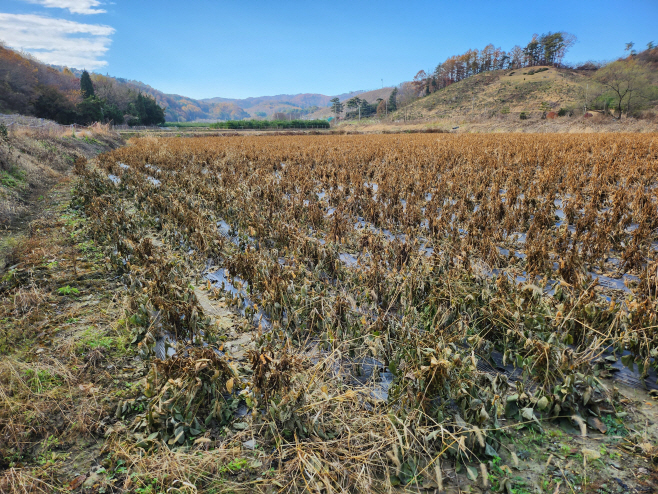 01.3 청주시, 농업재해 재난지원금 5억8천만원 지급. 사진(콩 미라병2)