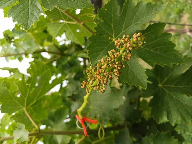 샤인머스켓 생리장해 확인…겨울철 양분 관리 시급