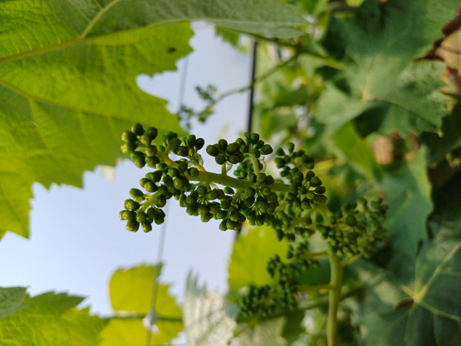 샤인머스켓 생리장해 확인…겨울철 양분 관리 시급