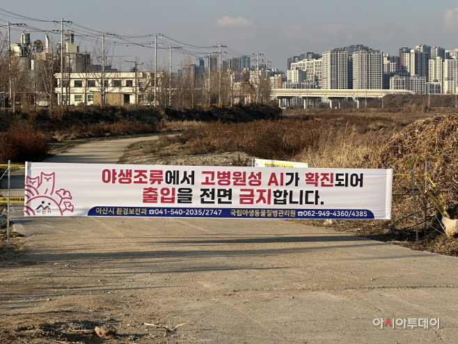 아산시 야생조류 고병원성 AI 확진