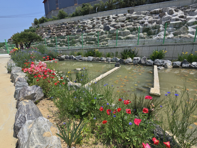 정화수로 만든 연못