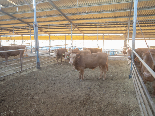 뽀송한 바닥 상태를 유지하고 있어 한우도 깨끗한 환경에서 행복하게 지내는 모습