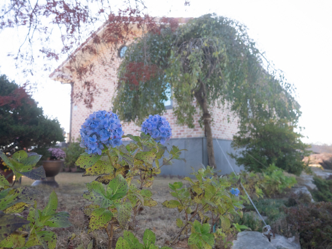 수국이 피어있는 꽃밭 조경