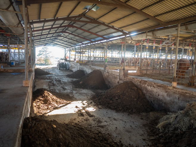 축사 가운데 모이는 가축분뇨 퇴비