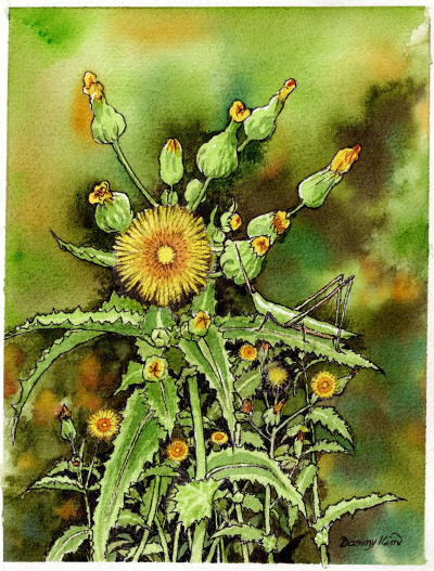 (63) 방가지똥 그림