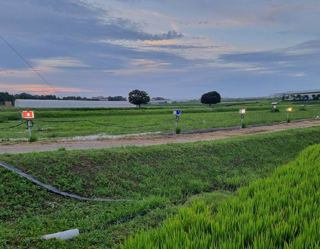 충남 먹노린재 최적 방제 전략 찾았다