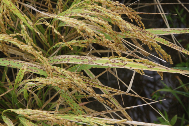 벼 깨씨무늬병. 농촌진흥청