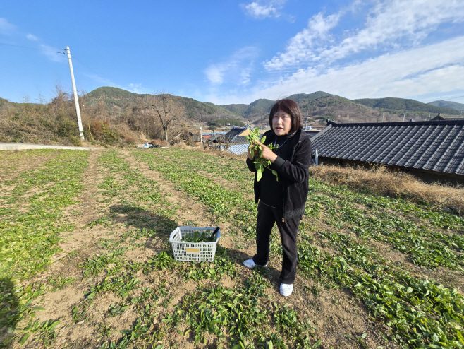 #1. 251215 보도사진3(2년전 부산에서 의령으로 귀농한 김정엽씨가 시금치를 수확해 보여주고 있다)